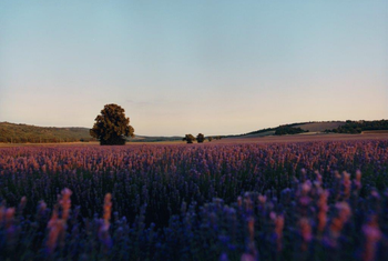 L Occitane en Provence Campaign Banner