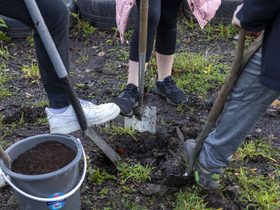 Tree buddies shovel 750 x 560